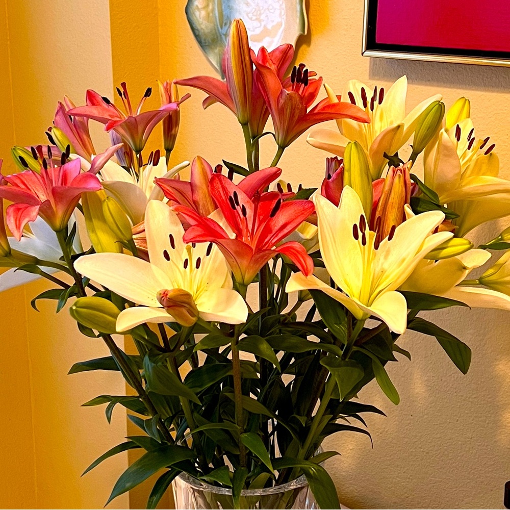 Meet your Posher, Liz